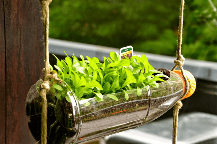 Trống rau mầm bằng chai lọ nhựa