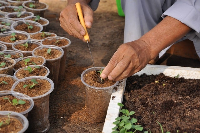 Trộn giá thể trồng rau thủy canh vào đất