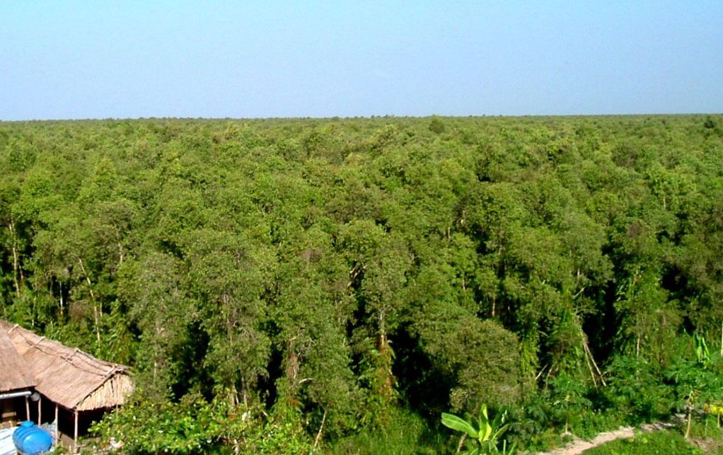 Mô hình vườn rừng ở khu du lịch sinh thái vườn quốc gia U Minh Thượng