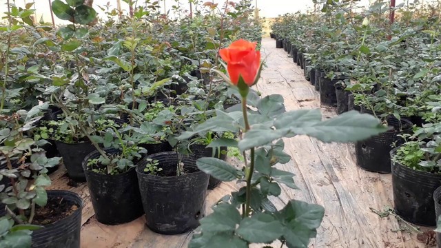 Làm thế nào để chọn được nơi bán cây giống hoa hồng chất lượng?