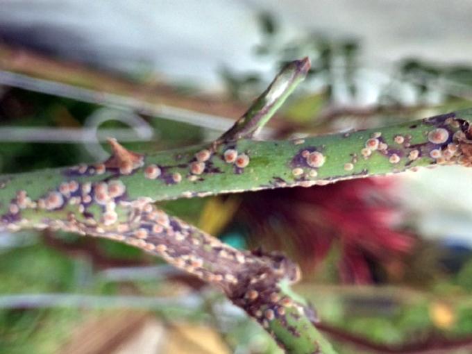 Rệp gây hại cho cây