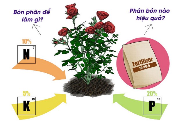 Hướng dẫn cách bón phân cho hoa hồng hiệu quả nhất