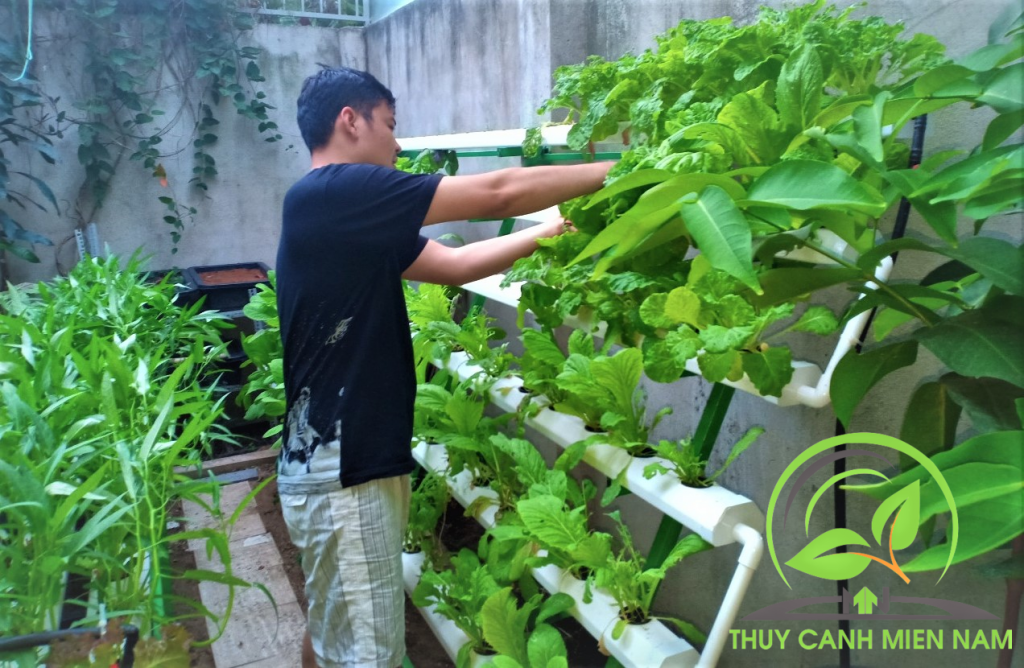 Nguồn: Rau thủy canh miền Nam