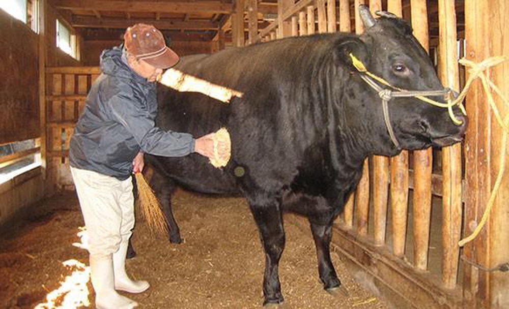 Quá trình nuôi bò thịt