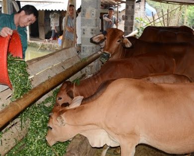 Bò 3b là vật nuôi mới có đặc điểm vai u thịt bắp