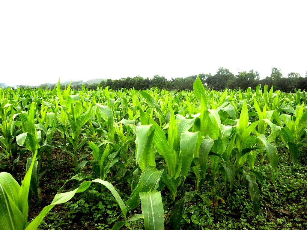 kỹ thuật trồng bắp nếp đơn giản