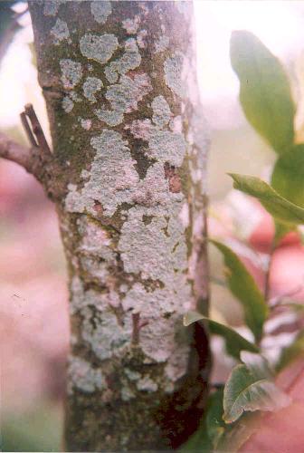 Bệnh nấm hồng trên cây mai vàng 