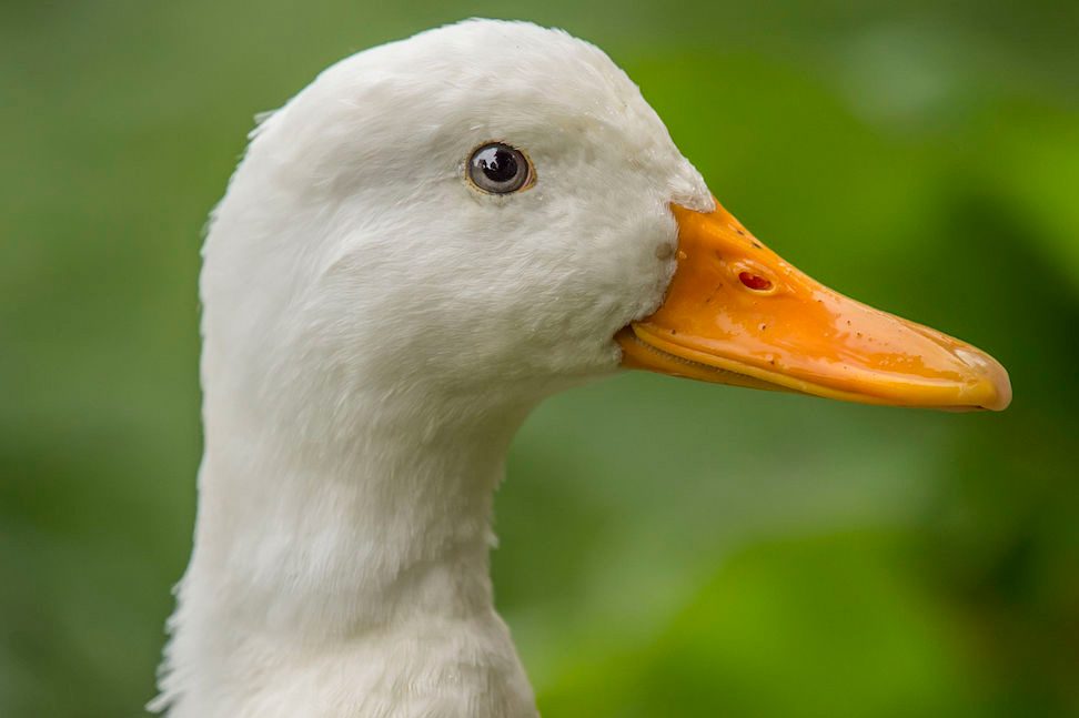 Các bệnh thường gặp ở Vịt bà con nên nắm kỹ