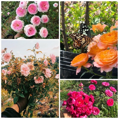 Điểm qua top 8 các giống hoa hồng ngoại nhập thịnh hành nhất tại Việt Nam