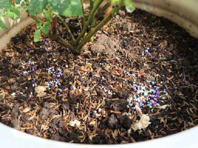 Cây hồng leo cần được bón phân định kỳ