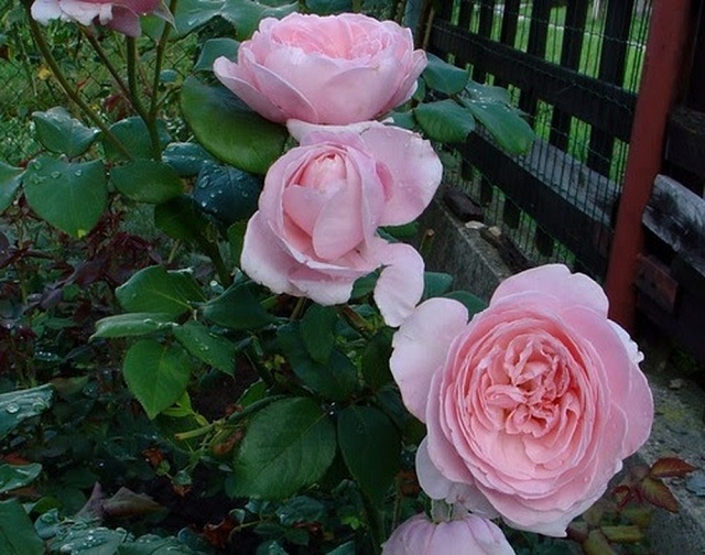 Cách chăm sóc hoa hồng leo tươi tốt, ít bệnh