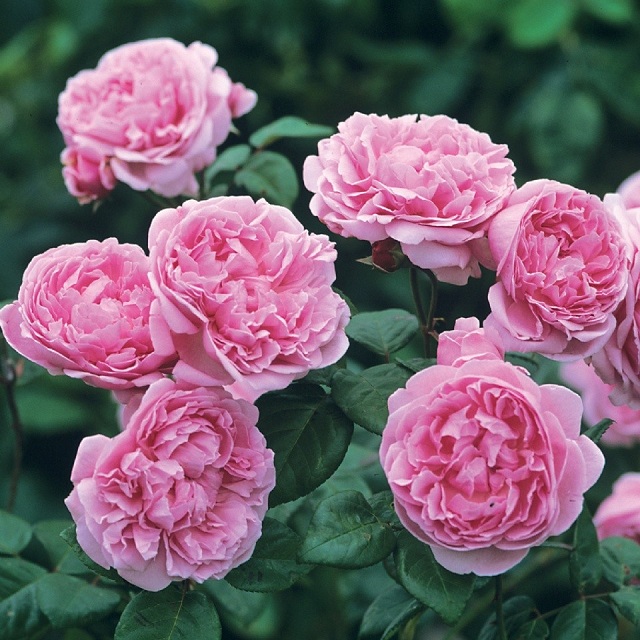 Hồng Juliet đẹp từ hình dáng đến màu sắc