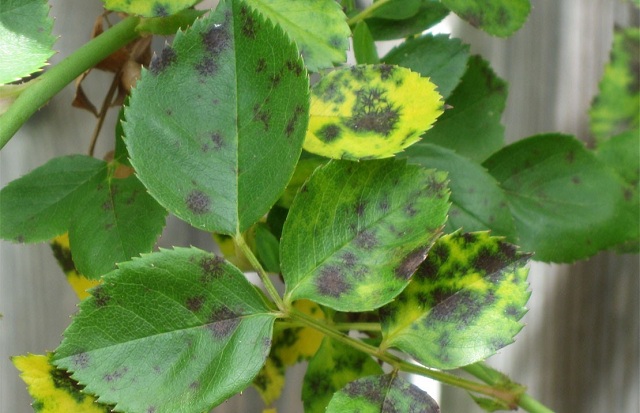 Đốm đen là bệnh khá phổ biến trên cây hồng