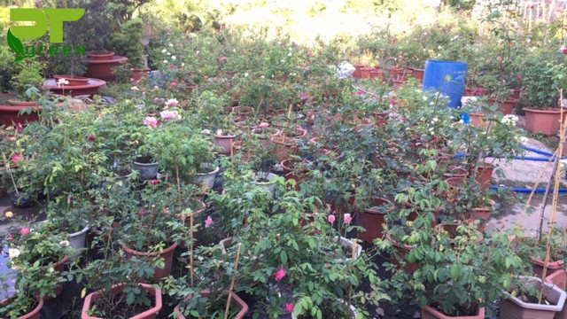 Hoa hồng tỉ muội cần chăm sóc đúng cách mới phát triển tốt