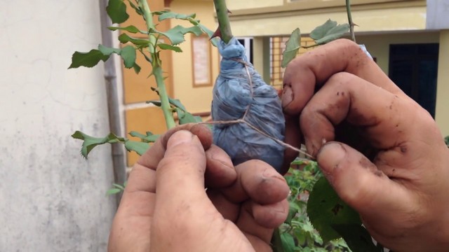 Mách bạn cách chiết hoa hồng thành công 100%