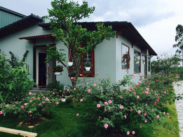 Chú ý đến vấn đề ánh sáng cho hoa hồng nở to