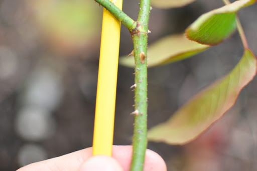 Nên chọn giống hoa hồng sinh trưởng tốt, không bị sâu bệnh