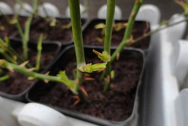 Cách nhân giống hoa hồng bằng phương pháp giâm cành