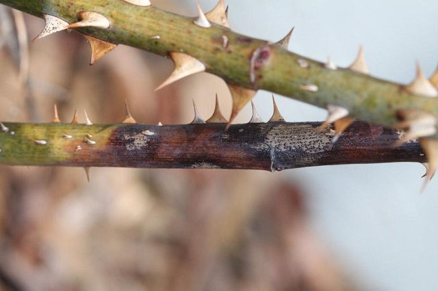 cách nhân giống hoa hồng