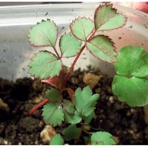 Hướng dẫn cách trồng hoa hồng đơn giản, hiệu quả cao