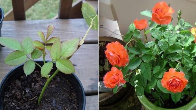 Hướng dẫn cách trồng hoa hồng bằng cành đơn giản, hiệu quả