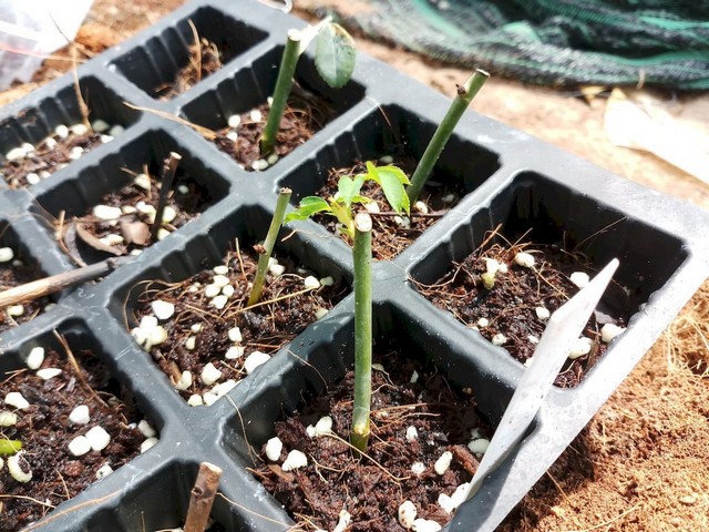 Cách trồng hoa hồng bằng cành thành công ngay lần đầu