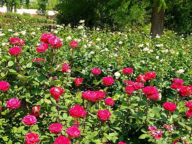 Top 5 cánh đồng hoa hồng đẹp nhất thế giới