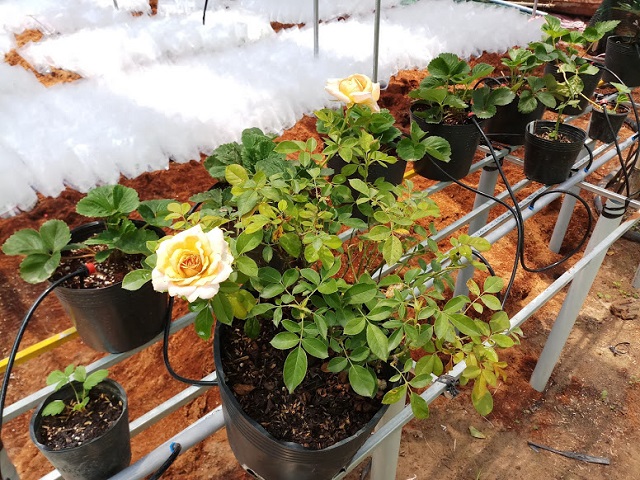 Lựa Chọn Chậu Hoa Hồng Như Thế Nào Phù Hợp Nhất?