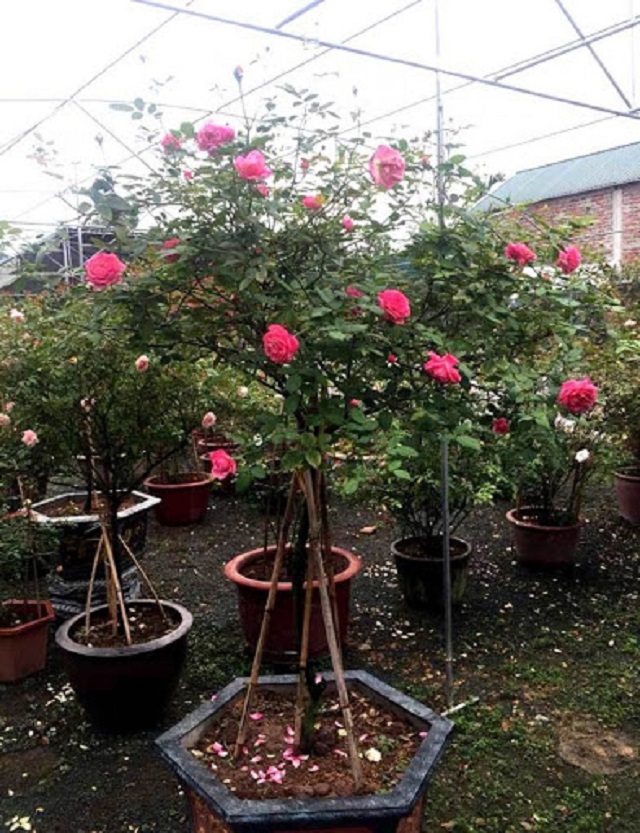 Bạn nên lựa chọn chậu hoa hồng tương ứng với tuổi của cây