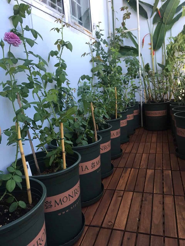 Chậu hoa hồng quyết định trực tiếp đến độ sinh trưởng và phát triển của cây