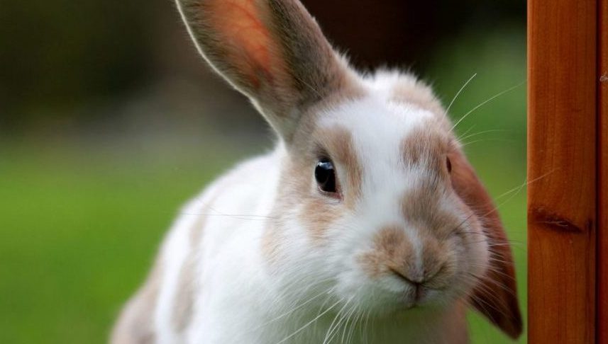 chú thỏ đáng yêu