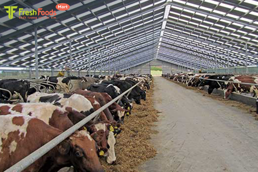 chăn nuôi bò thịt