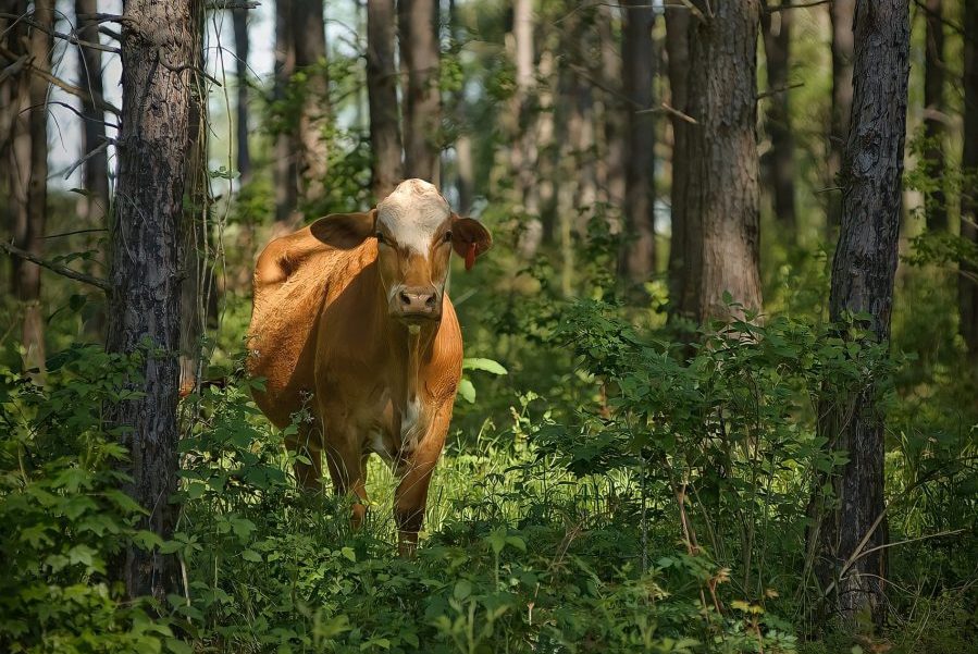 chăn nuôi dưới tán rừng