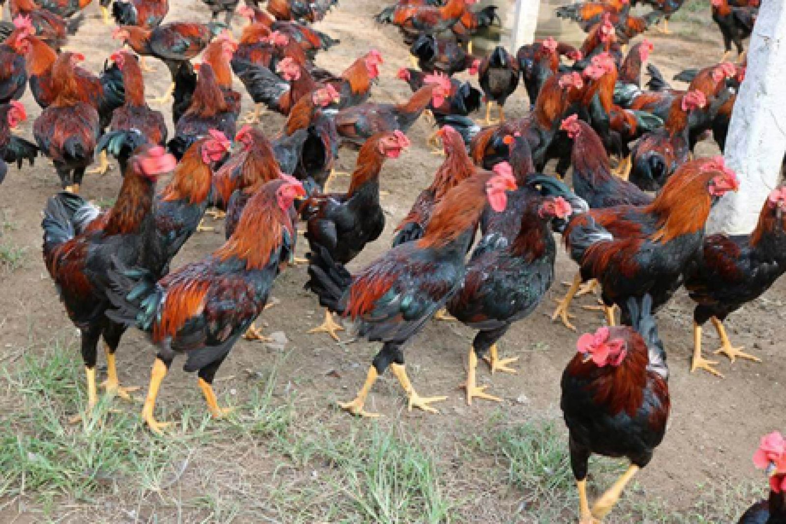 Nuôi giun quế kết hợp nuôi gà - hiệu quả bất ngờ