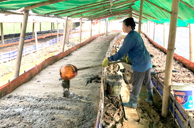 Làm chất nền nuôi giun quế.