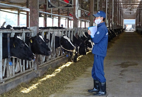 Chọn giống bò là một khâu quan trọng. 