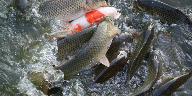 Nuôi cá chép giống