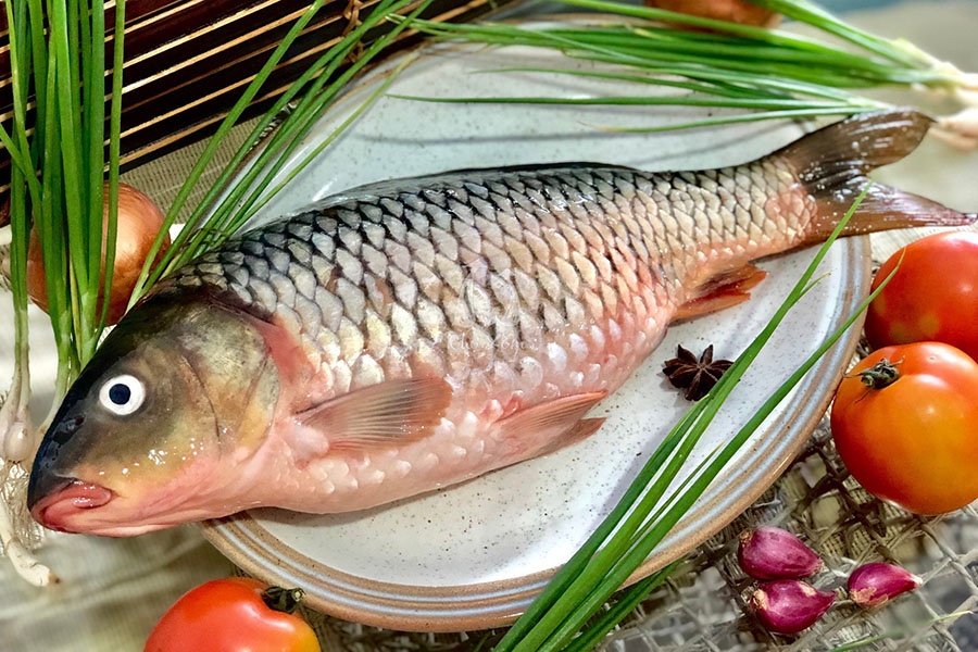 Nuôi cá chép giống