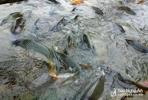 Nuôi cá chép giống