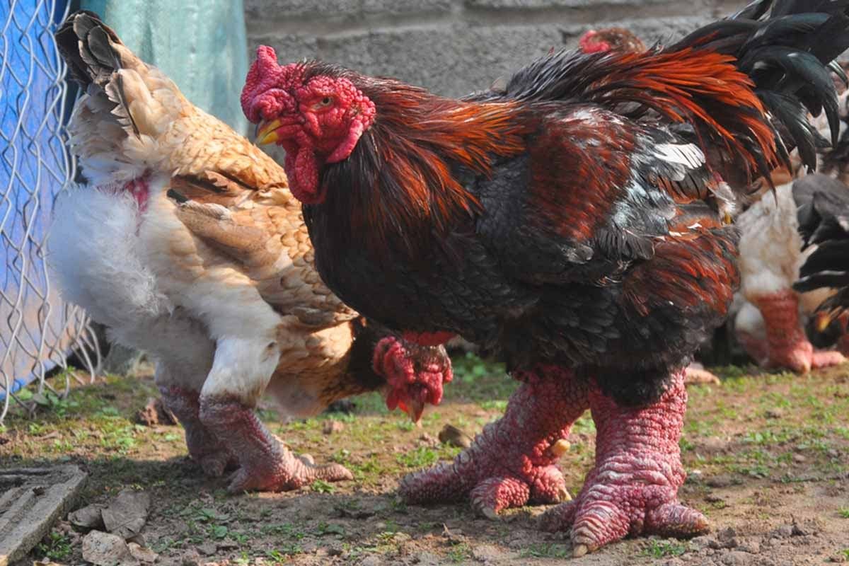 nuôi gà Đông Tảo hiệu quả