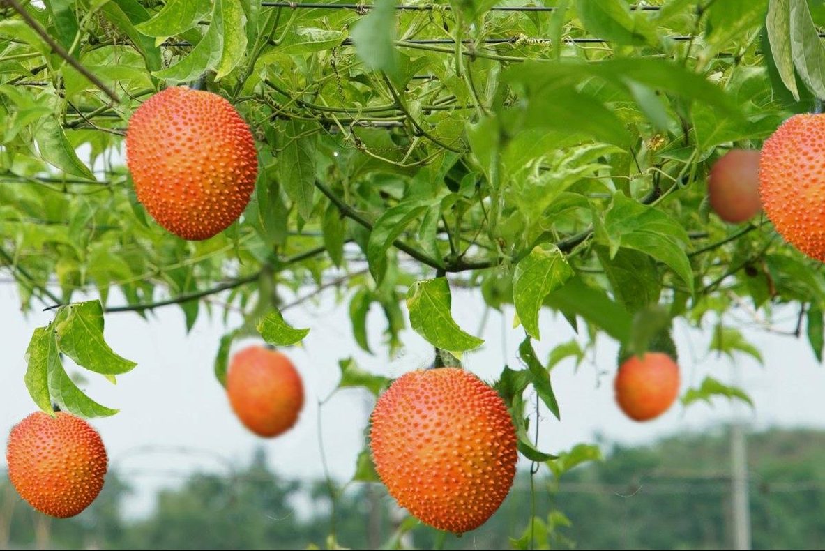 Cách trồng gấc nhiều quả