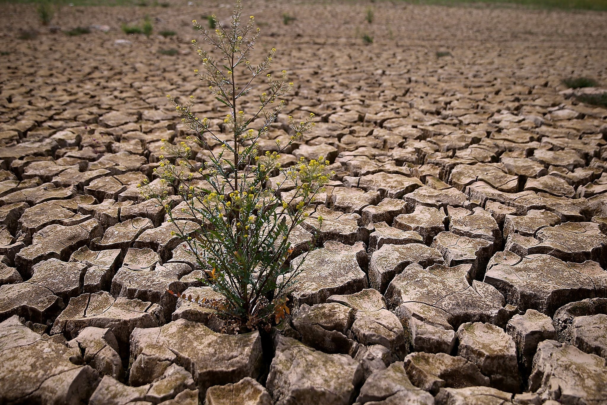 đất khô cằn khó sản xuất cần cải tạo