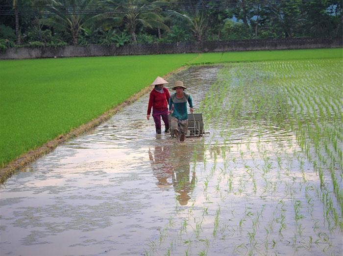 Ứng dụng mô hình nhân rộng giống lúa chất lượng cao