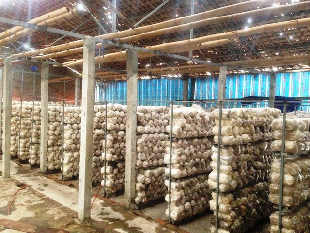 khởi nghiệp từ nông nghiệp bằng mô hình trồng nấm