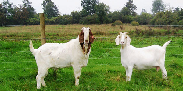 Kỹ thuật nuôi dê thịt thả chuồng