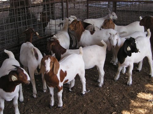 Điểm lưu ý khi nuôi dê thịt nhốt chuồng