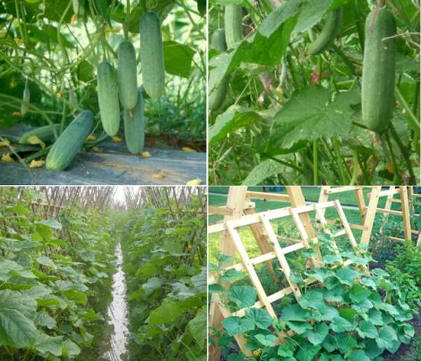 Trồng dưa chuột