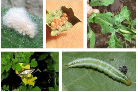 Trồng dưa chuột