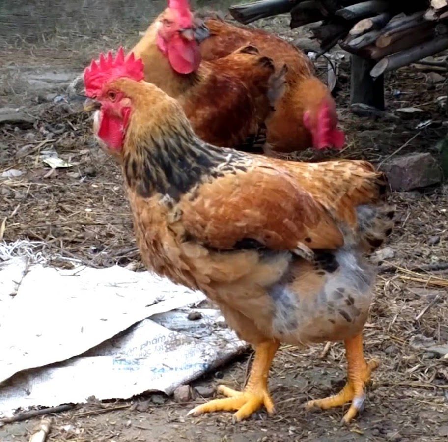 Nuôi Gà Mía Lai thu nhập lên đến trăm triệu