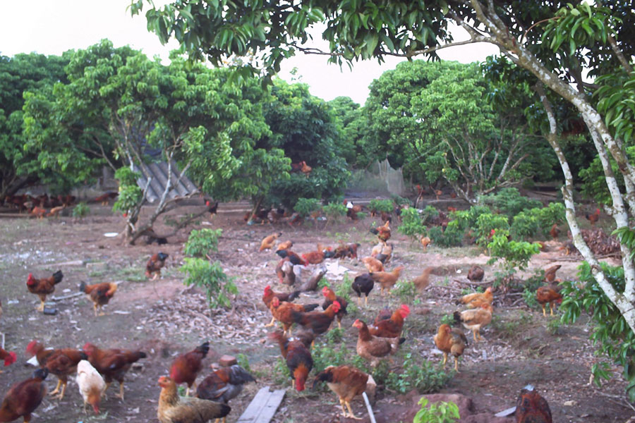 Quy trình nuôi gà chuẩn Vietgap